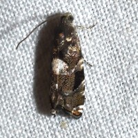 Cydia albimaculana