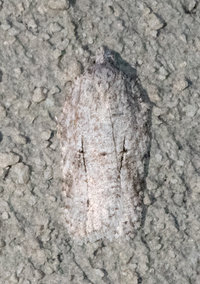 Acleris nigrolinea