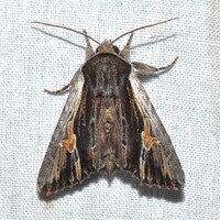 Morrisonia evicta