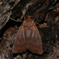 Metaxaglaea violacea