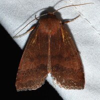 Metaxaglaea violacea
