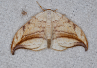 Drepana arcuata