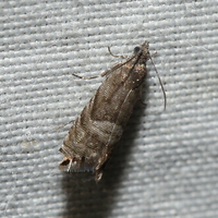 Sereda tautana