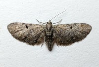 Eupithecia unidentified species