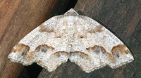 Probole amicaria