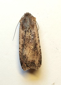 Peridroma saucia