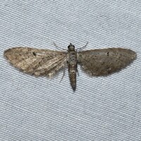 Eupithecia unidentified species