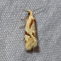 Aethes unidentified species