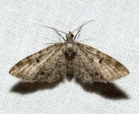 Eupithecia unidentified species