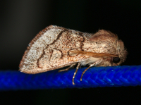 Psaphida styracis