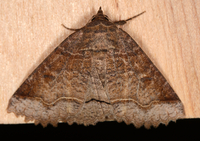Zale unilineata