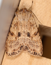 Lithophane innominata
