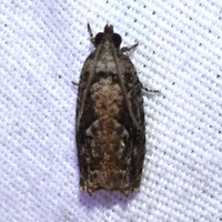 Gretchena concubitana