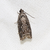 Gretchena concubitana