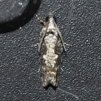 Gretchena concubitana