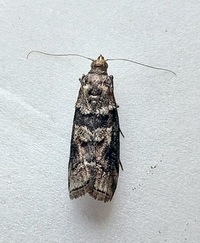 Dioryctria clarioralis