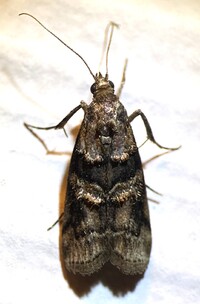 Dioryctria clarioralis