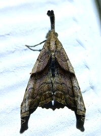 Palthis angulalis