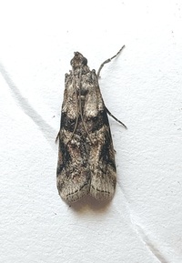 Dioryctria clarioralis