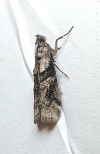 Dioryctria clarioralis