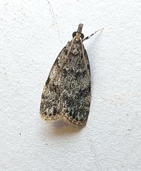 Scoparia dominicki