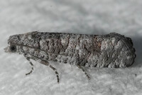 Retinia gemistrigulana