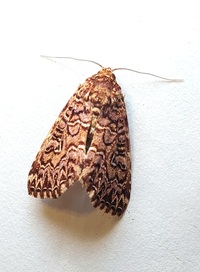 Callopistria granitosa