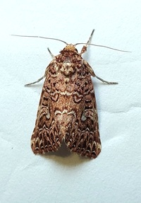 Callopistria granitosa