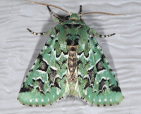 Feralia comstocki