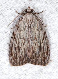 Balsa tristrigella