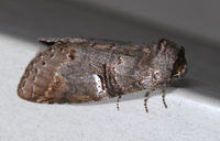 Ellida caniplaga