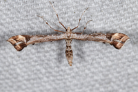 Platyptilia carduidactylus