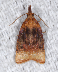 Platynota flavedana