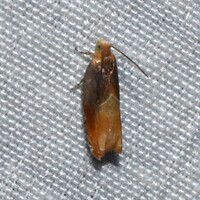 Ancylis divisana