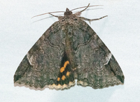Euparthenos nubilis