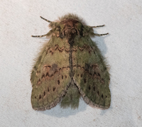Cecrita biundata