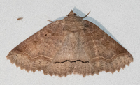 Zale unilineata