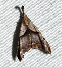 Palthis angulalis