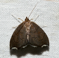 Perispasta caeculalis