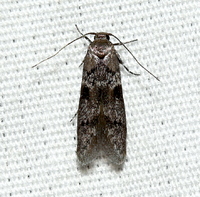 Asaphocrita busckiella