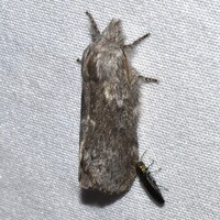 Heteropacha rileyana