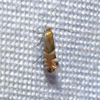 Phyllonorycter martiella