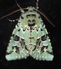 Feralia comstocki