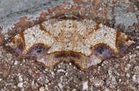 Probole amicaria