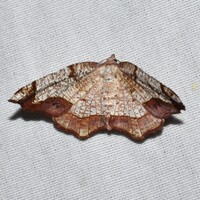 Probole amicaria