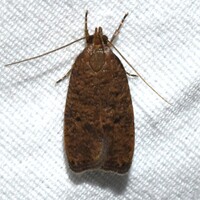 Psilocorsis reflexella