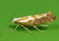 Argyresthia freyella