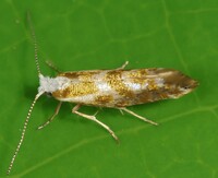 Argyresthia freyella