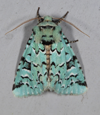 Feralia comstocki