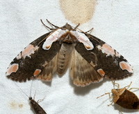 Euthyatira pudens